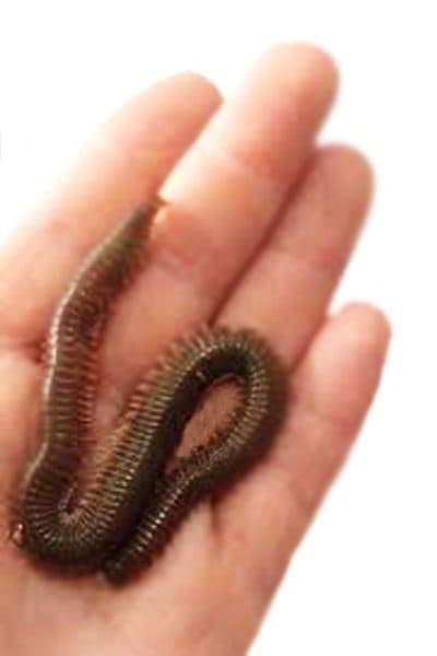 Deniz Solucanı Türleri: Sülünez, Borukurdu ve Lugworm Arasındaki Farklar