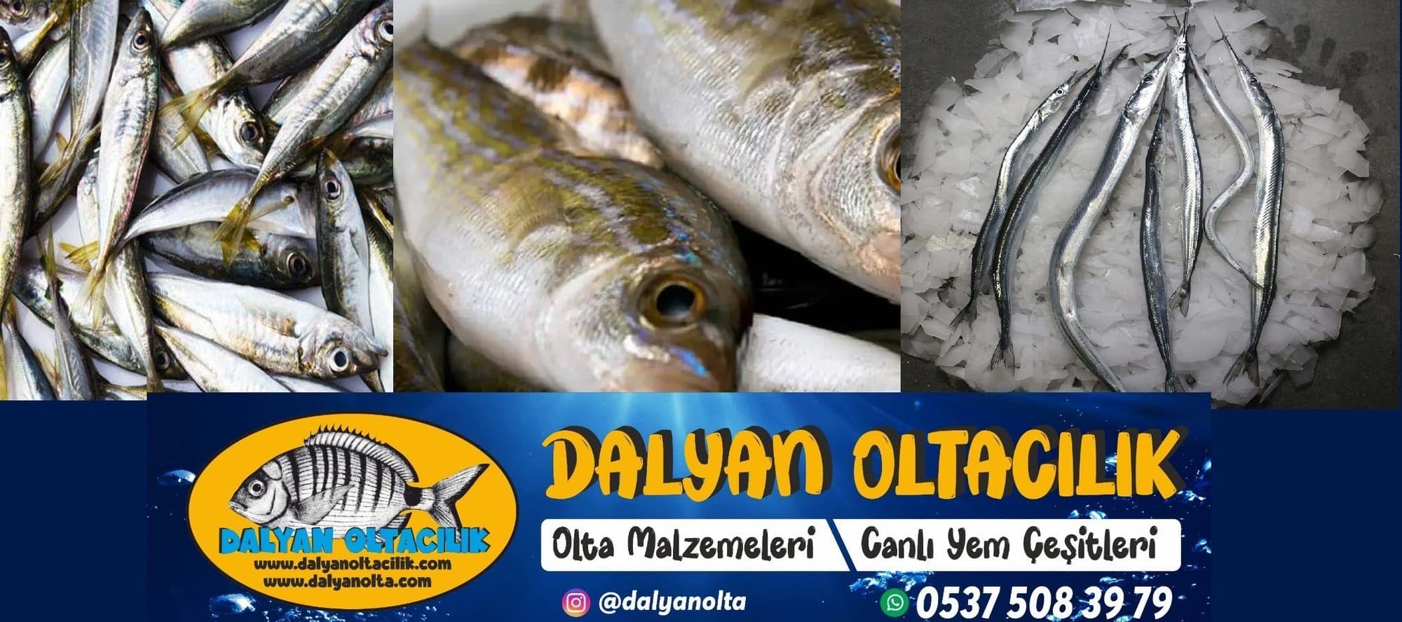 Canlı Balık Yemleri Nedir? Tatlı – Tuzlu – Bölgesel Yem Rehberi