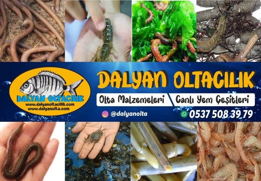 Deniz Solucanı Nedir? Canlı Balık Yemleri Ansiklopedisi