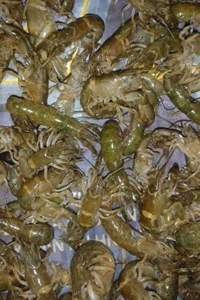 Canlı Borukurdu Hangi Balıklarda Kullanılır?
