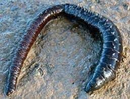 8 Live Bait Bayileri ve Dalyan Oltacılık’ta Canlı Yem Satışı