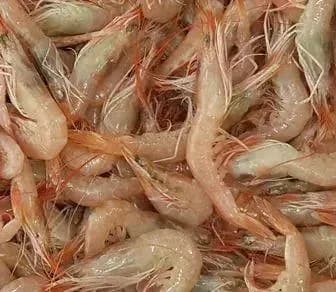 Hangi Balık İçin Hangi Canlı Yem Alınmalı?