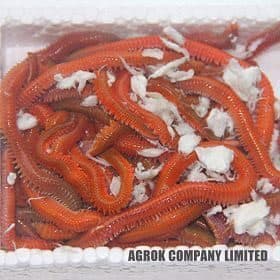 Arenicola (Lugworm) Nedir?