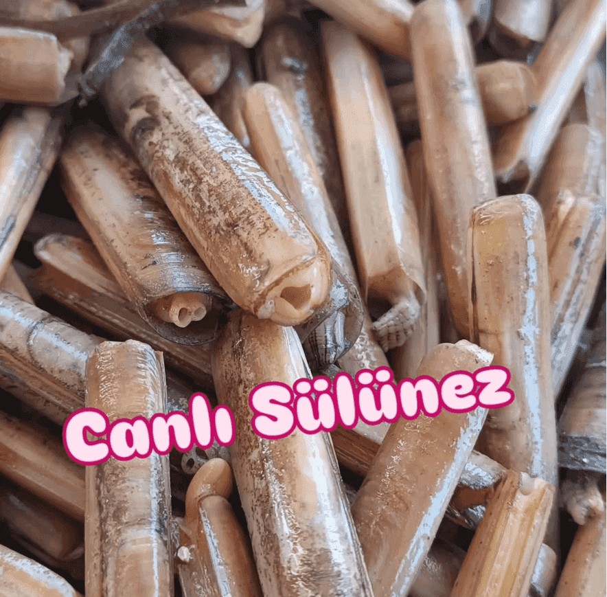 Canlı Çüçün, Bibi Takımlar ve Online Tedarik Canlı Çüçün, Bibi Takımlar ve Online Tedarik