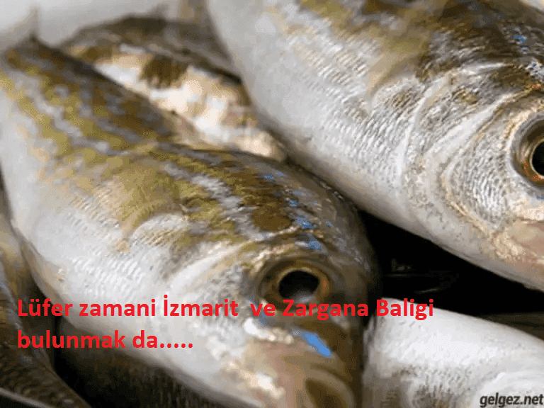 Sülünez ile Surf Casting Avı: Stratejiler ve İpuçları Sülünez ile Surf Casting Avı: Stratejiler ve İpuçları