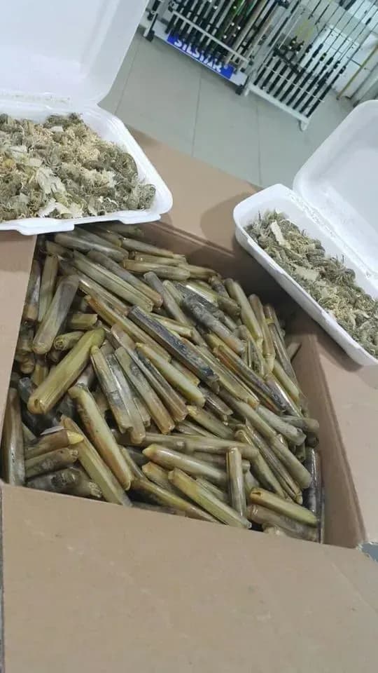 Canlı Sülünez Nedir? Taze ve Doğal Balık Yemi Hakkında Bilmeniz Gerekenler Canlı Sülünez Nedir? Taze ve Doğal Balık Yemi Hakkında Bilmeniz Gerekenler